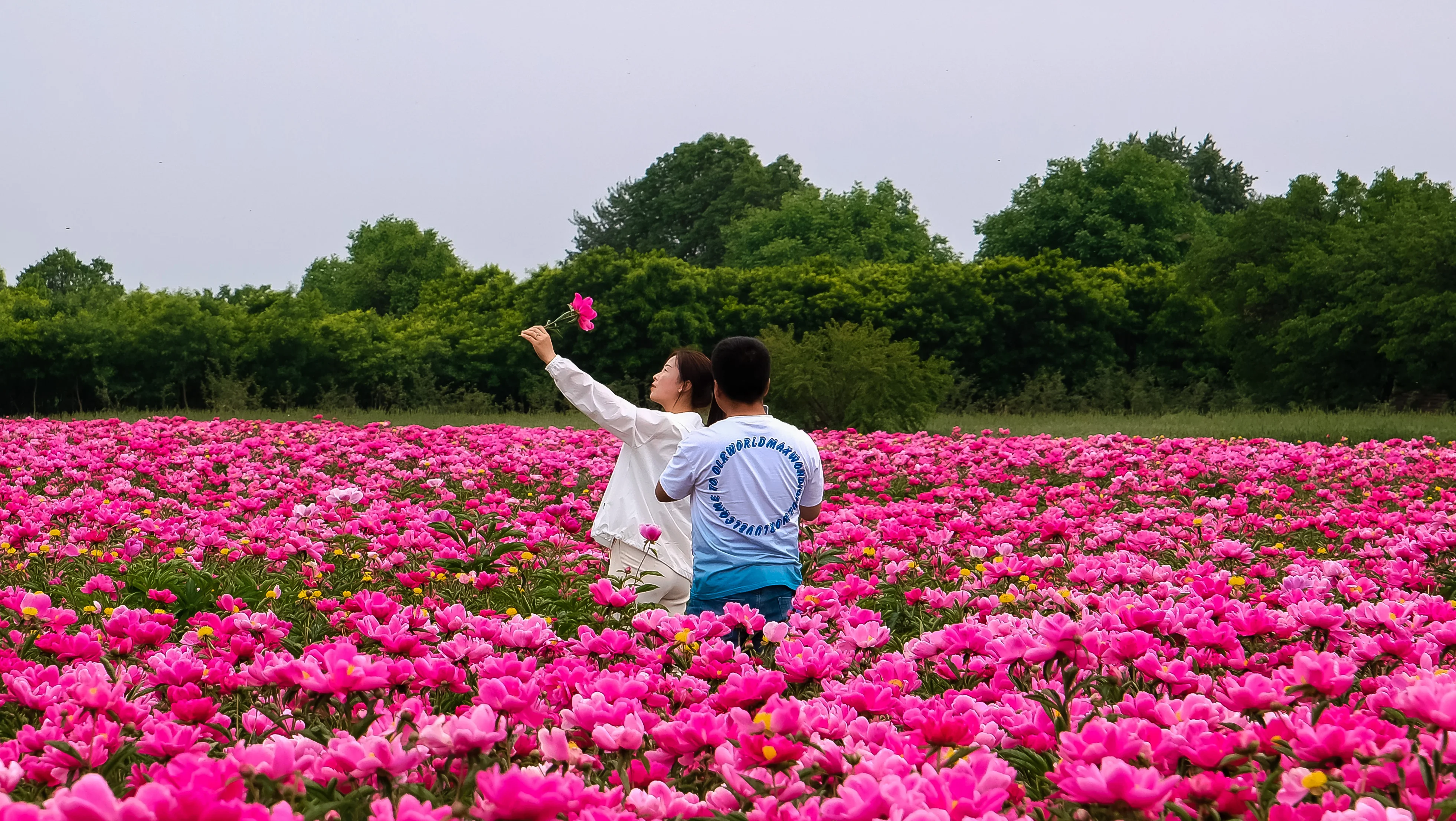 【慶陽視頻】闖入寧縣芍藥花海，帶你共赴一場初夏約會