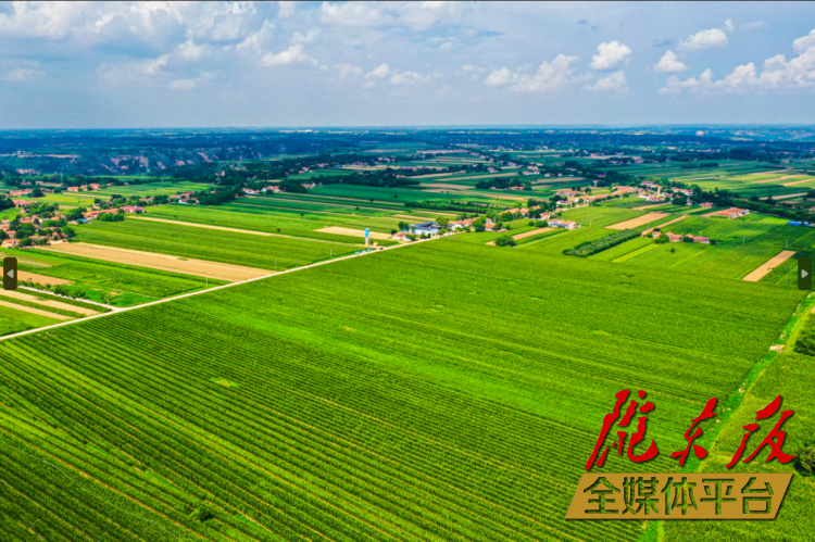 寧縣中村鎮(zhèn)萬畝糧食產業(yè)高效示范區(qū)。本報記者 俄少飛 攝