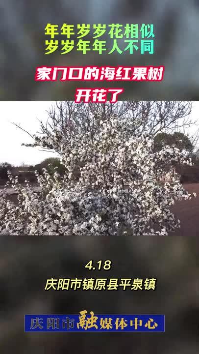 【講述春天的故事】鎮(zhèn)原老家門口的海紅果樹開花了~