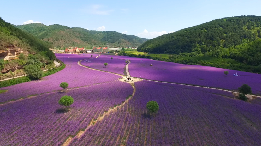 合水：子午稻香嘉年華 文旅融合探新路