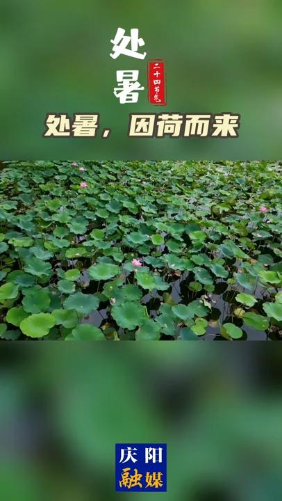 【二十四節(jié)氣·處暑】處暑，因荷而來