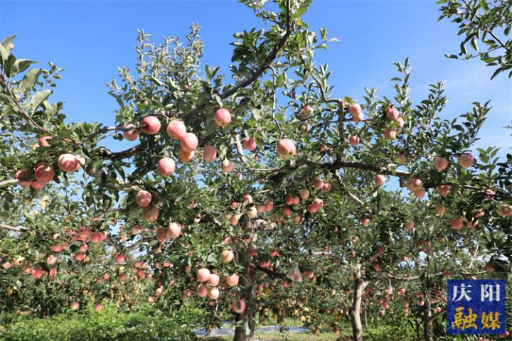 【慶陽(yáng)蘋果果真好】正寧縣早熟蘋果搶鮮上市