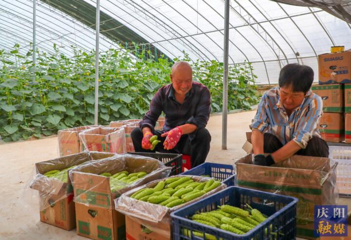 【攝影報道】咬一口嘎嘣脆！合水縣大棚白黃瓜采摘正當時