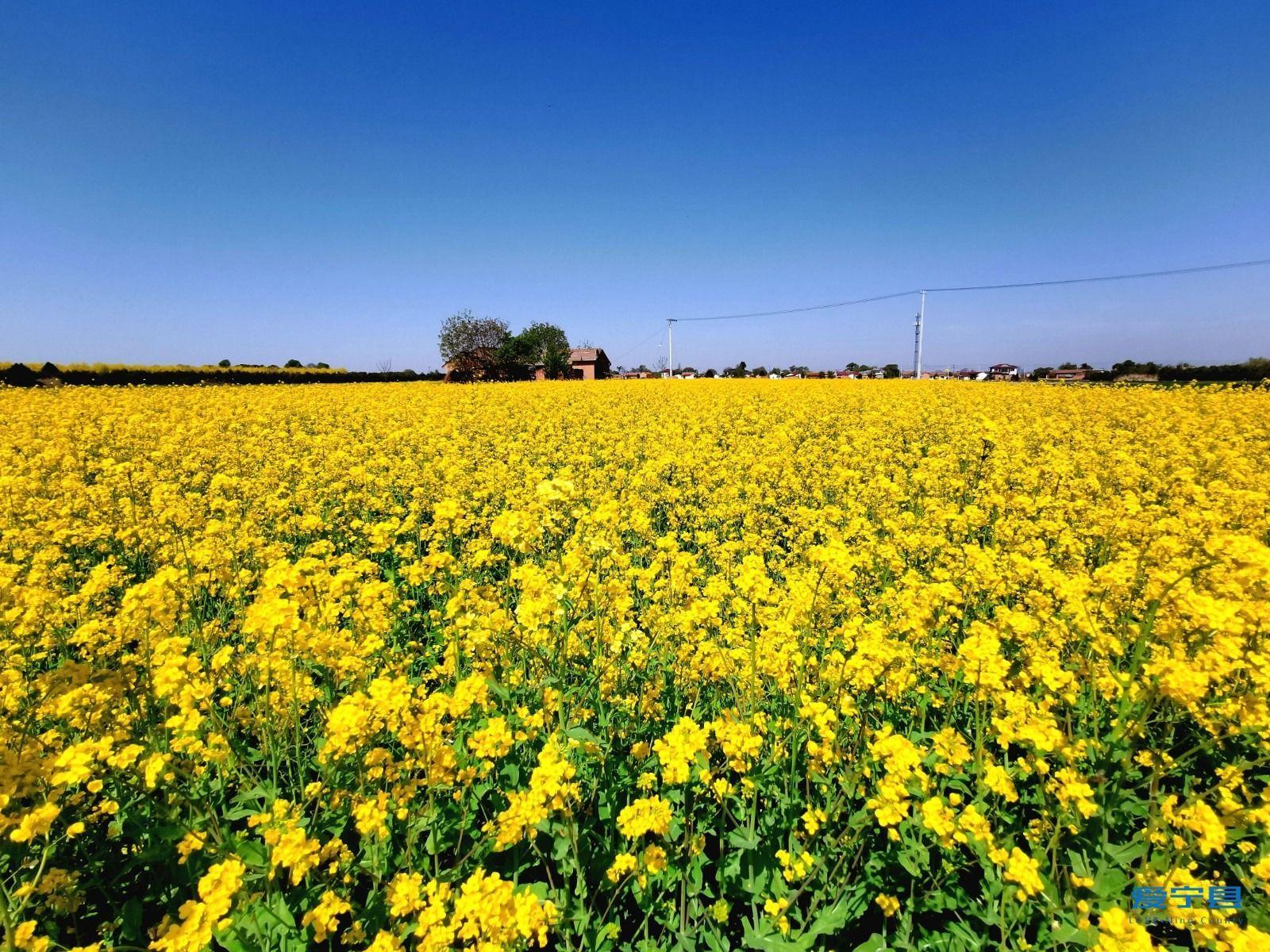 寧縣油菜花盛開(kāi) 春日田園風(fēng)光惹人醉