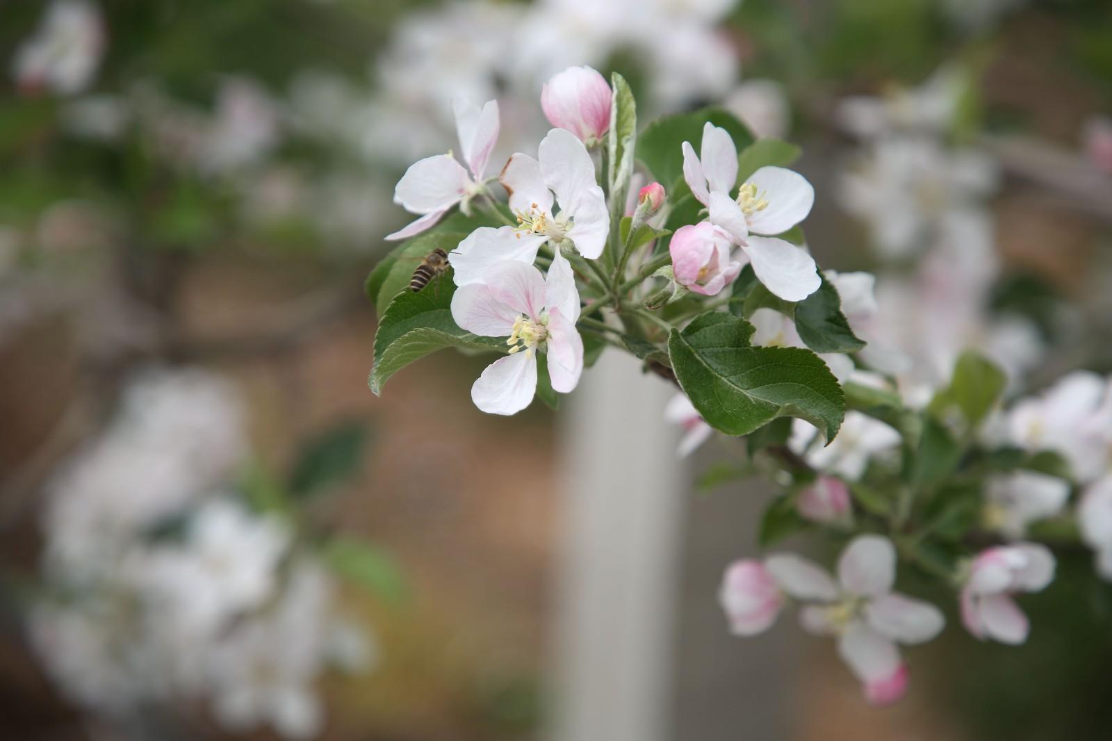 寧縣：蘋(píng)果花海醉游人