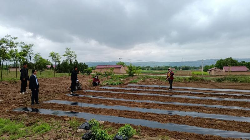 寧縣：新莊鎮(zhèn)全面掀起金銀花栽植熱潮