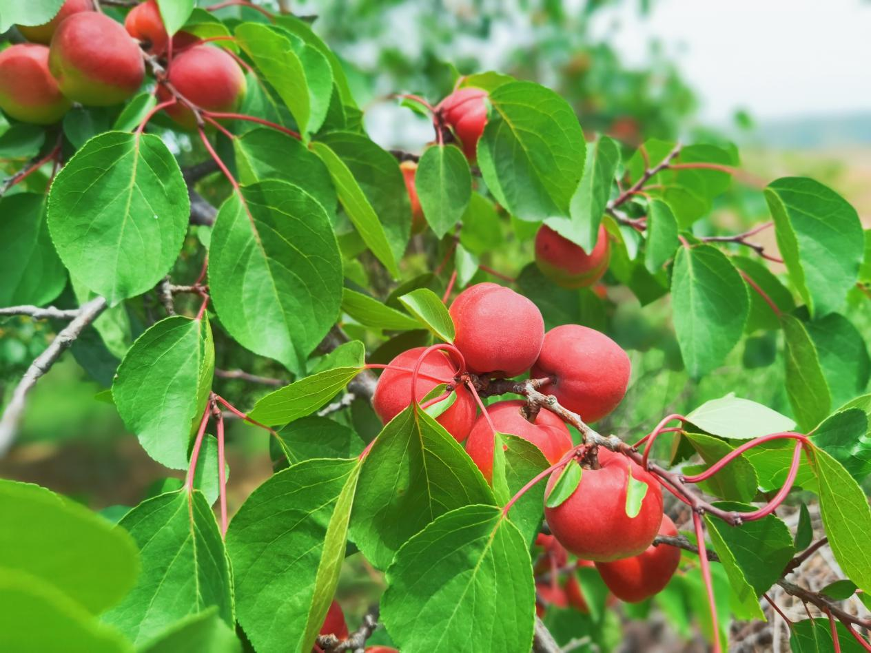 武溝鄉(xiāng)孟莊村：紅梅杏暢銷全國(guó)30多個(gè)省市