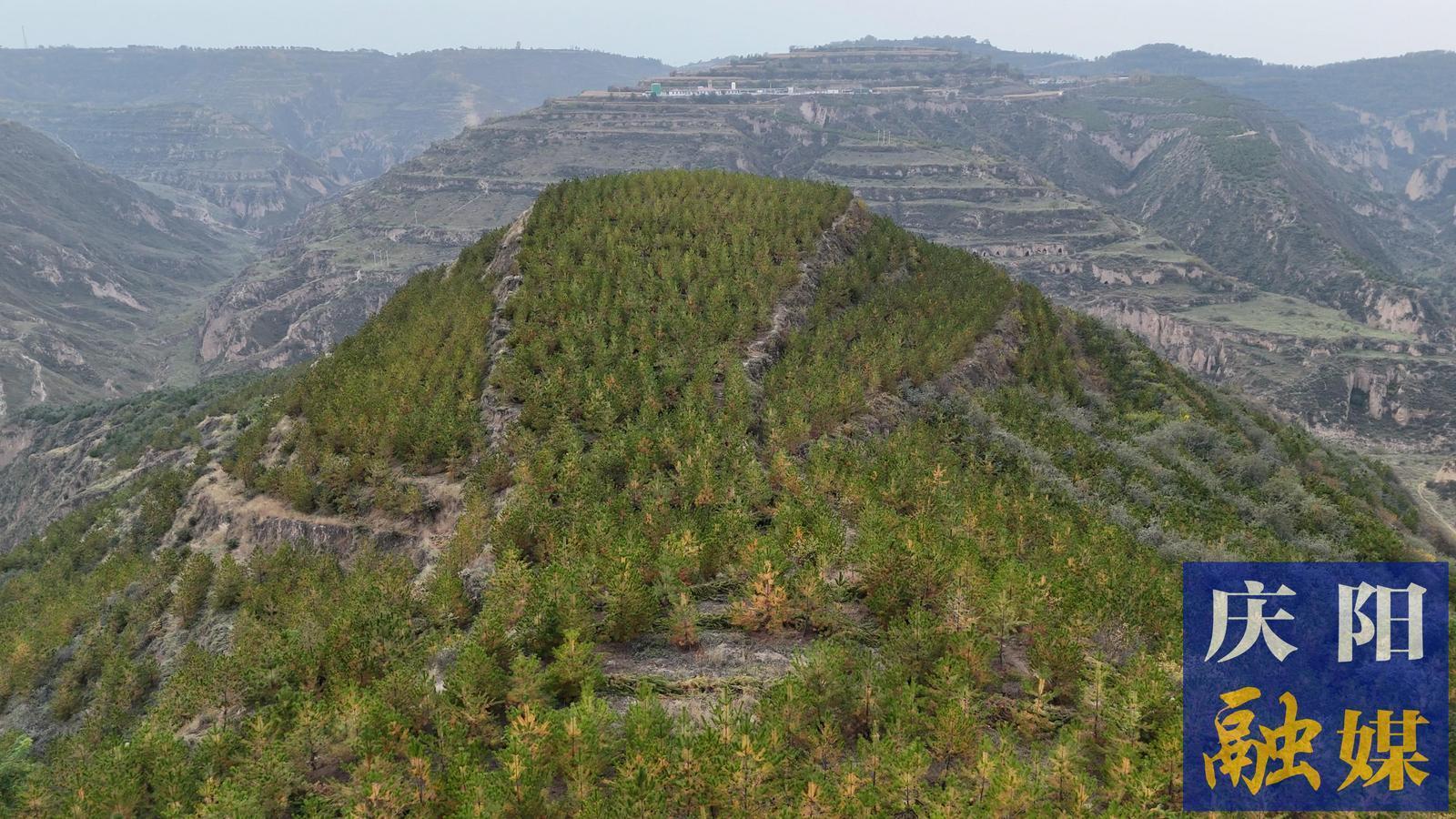 合水林管分局北川林場：擦亮生態(tài)底色  守護(hù)青山綠水