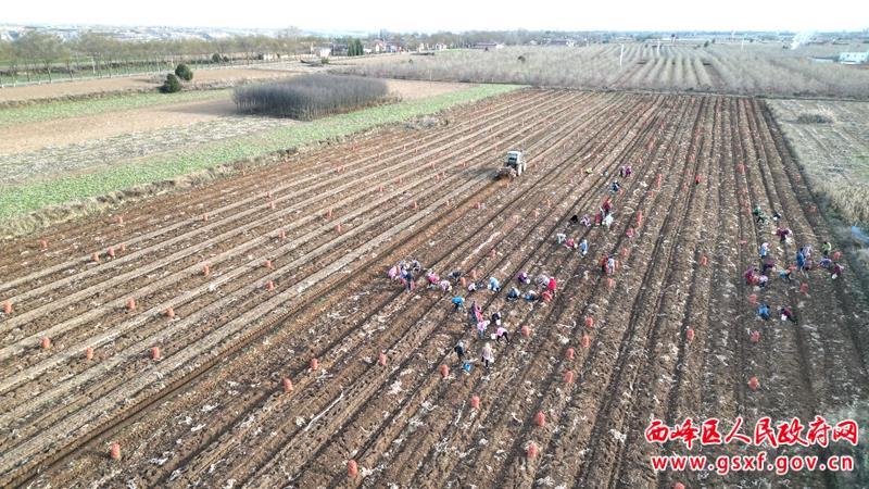 西峰區(qū)：300余畝中藥材迎來收獲期